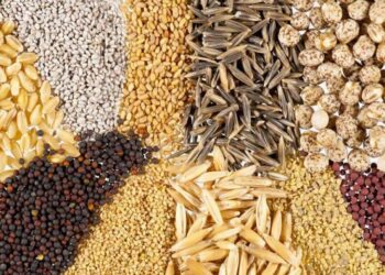 Argentina consolida su posición como referente en la producción de semillas de calidad