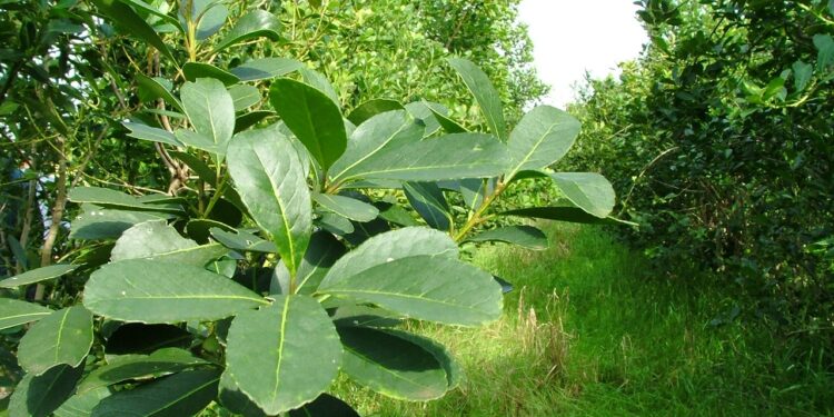 La Sesión Especial de Precios se reanudará el 29 de febrero