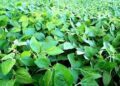 Nueva aprobación comercial de un producto biotecnológico