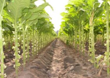 Definido el precio del tabaco Virginia para la clase referencial B1F en $2.820