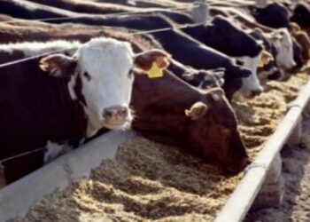 ¿Grano entero o molido? Un especialista ganadero reveló cual es el más eficiente para los bovinos