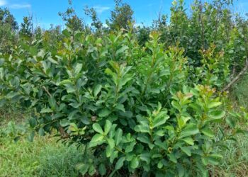 Con un manejo adecuado, se recuperaron los yerbales dañados por el granizo