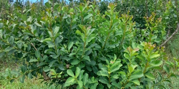 Con un manejo adecuado, se recuperaron los yerbales dañados por el granizo