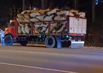 El INYM desarrolla operativos para controlar el transporte de materia prima y prevenir el robo de yerba mate