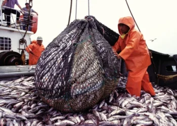 El Gobierno Nacional concretó un decomiso histórico de casi 139 toneladas de pesca ilegal