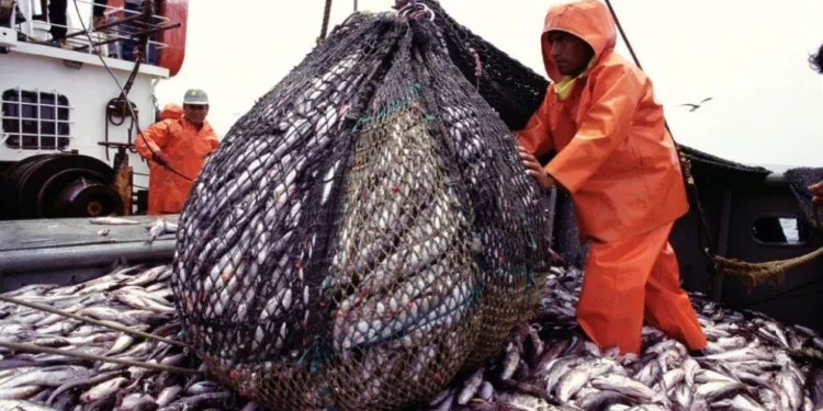 El Gobierno Nacional concretó un decomiso histórico de casi 139 toneladas de pesca ilegal