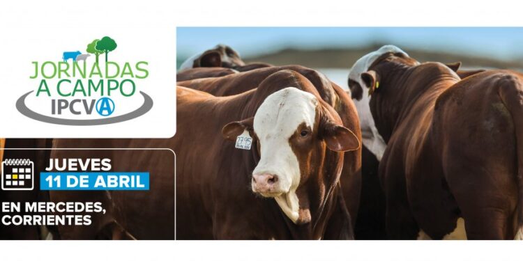 Jornada a campo del IPCVA en Corrientes: Carne del NEA al mundo