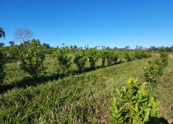 Comenzó el dictado de la diplomatura en producción y comercialización de productos orgánicos en misiones