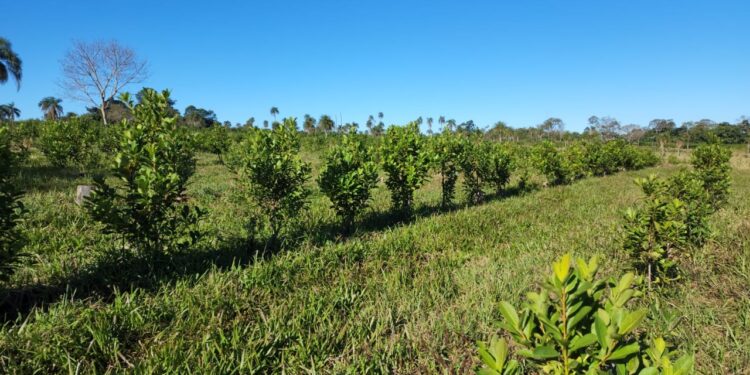 Comenzó el dictado de la diplomatura en producción y comercialización de productos orgánicos en misiones