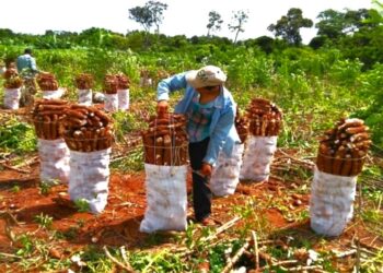 Jornada de actualiacion técnica en mandioca