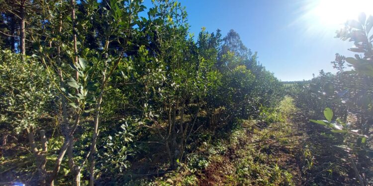 Capacitación en cosecha de yerba mate
