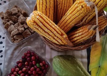 Esta semana, la Feria de Semillas y Talleres de Producción Agroecológica   en Roca