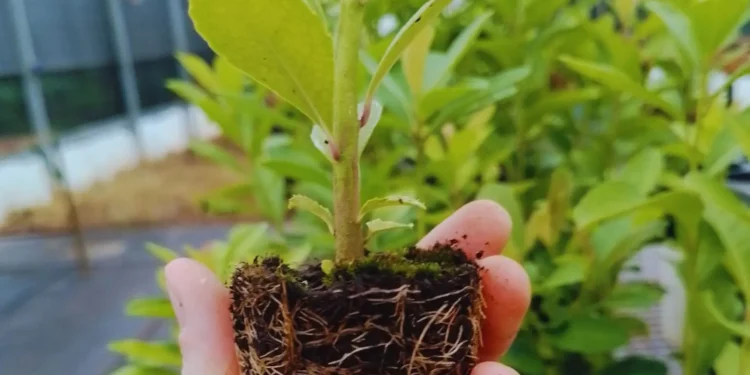 Yerba mate: mejorar la calidad a través de los sustratos