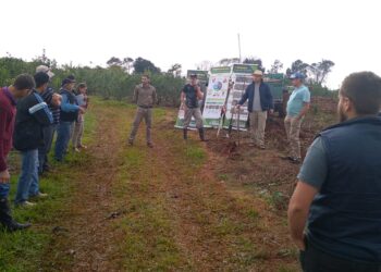 Podas de rebaje, para rejuvenecer a la planta de yerba mate
