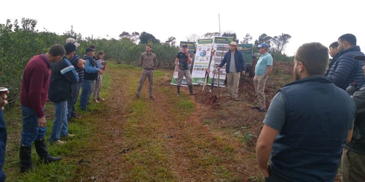Podas de rebaje, para rejuvenecer a la planta de yerba mate