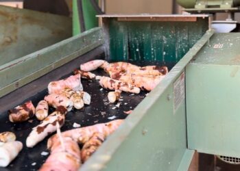 Misiones, líder en la producción de mandioca en argentina
