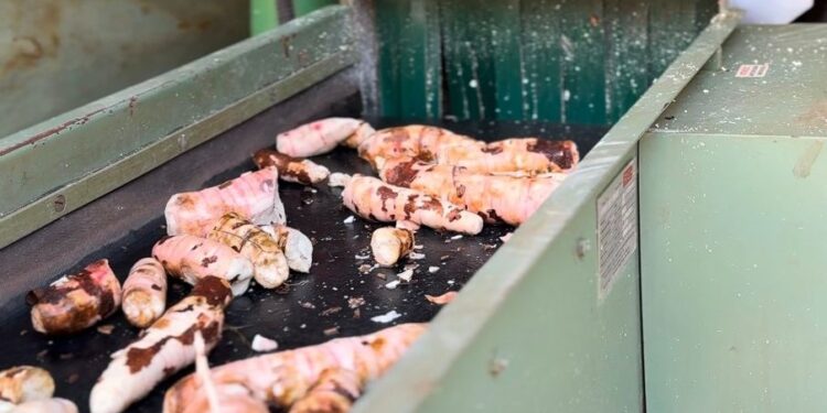 Misiones, líder en la producción de mandioca en argentina