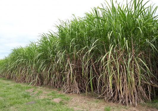 El INTA desarrolló dos nuevas variedades de caña de azúcar