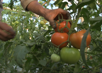 El Congreso Argentino de Horticultura llega Misiones