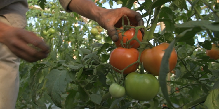 El Congreso Argentino de Horticultura llega Misiones