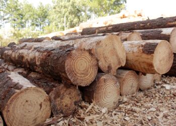 Respaldo del sector yerbatero, tealero y forestal a las exportaciones