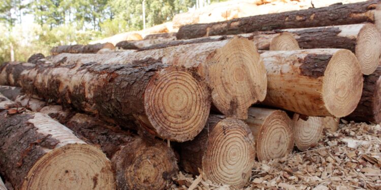 Respaldo del sector yerbatero, tealero y forestal a las exportaciones