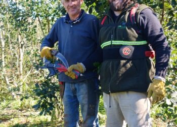 Implementan y estudian nuevo método de corte  de yerba mate