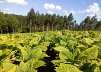 El contrabando dejaría sin caja verde a los tabacaleros