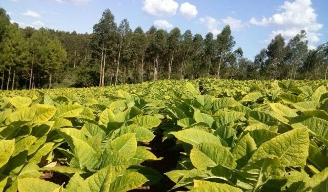 El contrabando dejaría sin caja verde a los tabacaleros