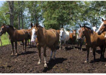 Encefalomielitis equina: Pautas sanitarias para la prevención de la enfermedad