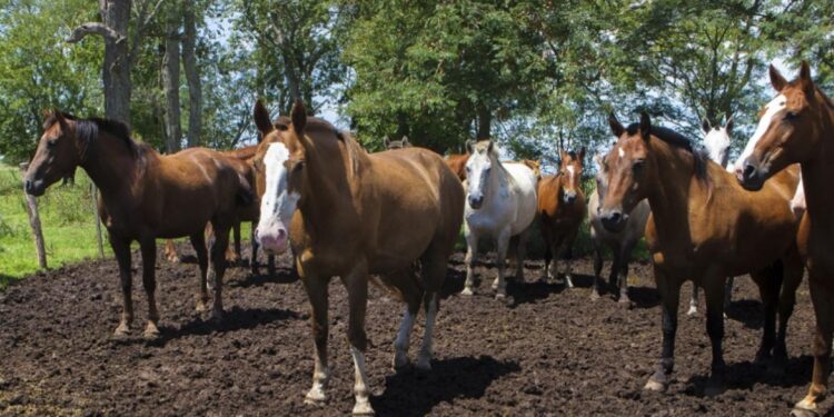 Encefalomielitis equina: Pautas sanitarias para la prevención de la enfermedad
