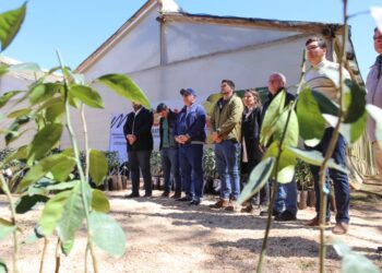 Entregaron más de 35 mil plantines a productores frutihorticolas