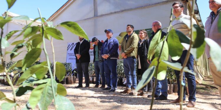 Entregaron más de 35 mil plantines a productores frutihorticolas
