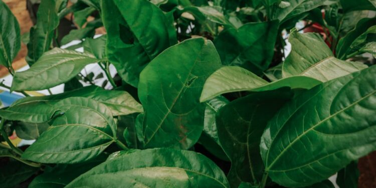 Incentivan la producción de maracuyá 