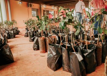 Incentivan la producción de maracuyá 