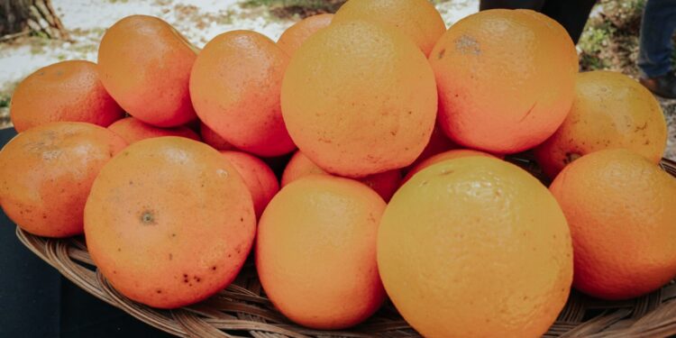 Proyectan aumento de plantaciones de cítricos