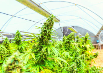 Misiones impulsa el cannabis con enfoque productivo y terapéutico 