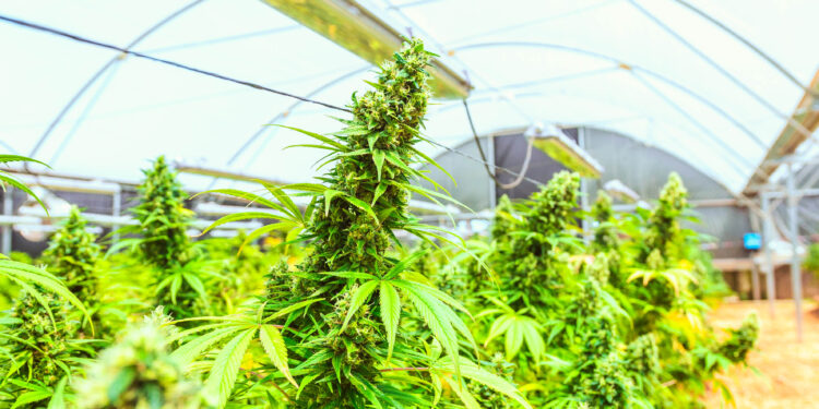 Misiones impulsa el cannabis con enfoque productivo y terapéutico