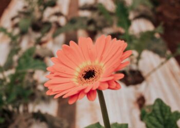 Comercialización de flores: nuevos horizontes económicos para los productores misioneros