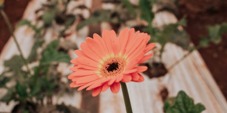 Comercialización de flores: nuevos horizontes económicos para los productores misioneros