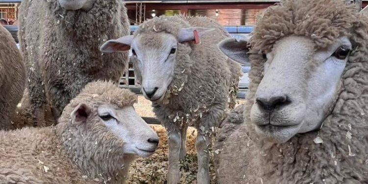 Exitoso remate de Ganadería Menor  en San Antonio. 