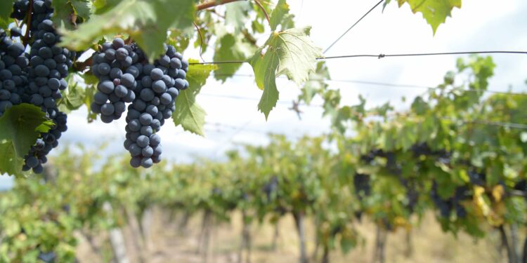 Aumentaron un 5,3% las exportaciones vitivinícolas argentinas de enero a octubre de 2024