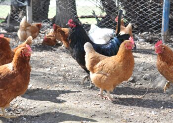 Nueva vacuna biotecnológica para sanidad avícola.