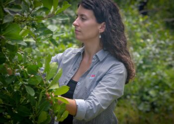 Desarrollan nuevas variedades de yerba mate con mayor rendimiento y adaptación