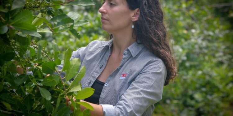 Desarrollan nuevas variedades de yerba mate con mayor rendimiento y adaptación