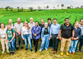 Agro: Misiones logra la indicación geográfica del té