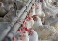 Agricultura aprobó 4 nuevas vacunas para aves y una levadura para mejorar la producción de bioetanol