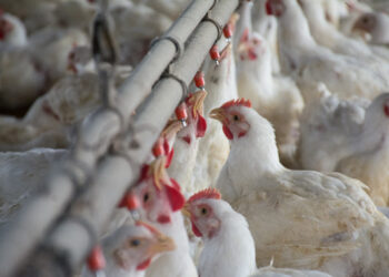 Agricultura aprobó 4 nuevas vacunas para aves y una levadura para mejorar la producción de bioetanol