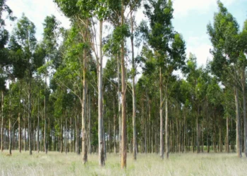 Eucalipto: evalúan especies forestales para fortalecer la producción