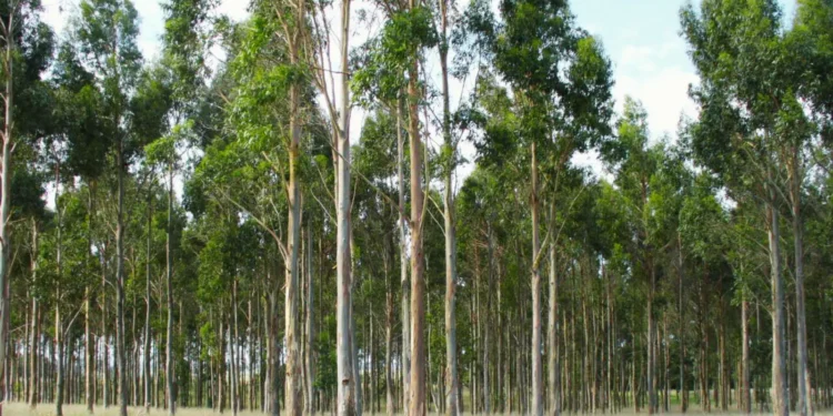 Eucalipto: evalúan especies forestales para fortalecer la producción